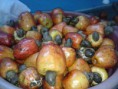 Instituto lança campanha: "Doe frutas da Estação"